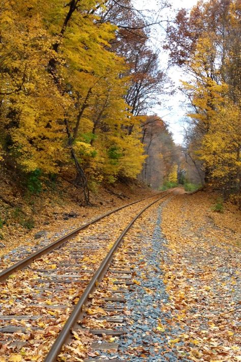 Autumn in Northeast Ohio Ohio Aesthetic, Identity Project, Northeast Ohio, Halloween Aesthetic, Train Tracks, Carp, Railroad Tracks, The Great Outdoors, Springs