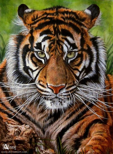 Lucie Bilodeau Art Tigre, Sumatran Tiger, Tiger Wallpaper, Tiger Painting, Tiger Pictures, Wild Tiger, 강아지 그림, Big Cats Art, Siberian Tiger