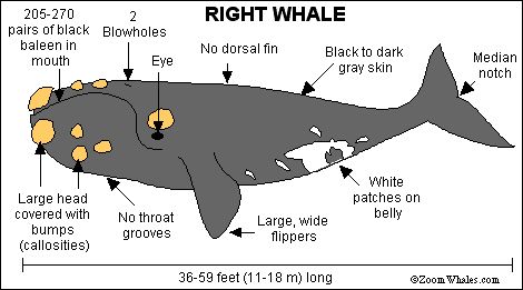 Right Whale ID Chart Southern Right Whale Drawing, Right Whale Drawing, Southern Right Whale, Whale Rider, Whale Facts, Right Whale, Whale Pictures, Baleen Whales, Whale Drawing