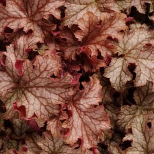 Heuchera Carnival Peach Parfait Fall Bulb Planting, Evergreen Perennials, Peach Parfait, Coral Bells Heuchera, Shady Garden, Flowers To Plant, Hgtv Garden, Garden Perennials, Flowers To Grow