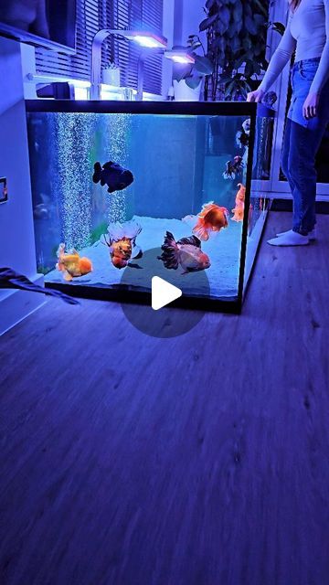 Fancy Goldfish Fanatics on Instagram: "Pheonix gave a little splash of appreciation for his food 😂💦

-
Goldfish mega tank- 

⚫️ Water change - 45% Once per week
⚫️ Feeding - 6-8x per day
⚫️ Volume - 1620 litres with inbuilt sump filter (8ft x 3ft x 2.5ft)
⚫️ Filter media - 35kg (alfagrog, ceramic, biohome, 1x sponge, and filter fleece )
- 

#fancygoldfishfanatics #goldfish #fancygoldfish #pond #aquarium #goldfishtank #goldfishunion #starfisheries #goldfishofinstagram #goldfishpond #goldfishlover #goldfishkeeper #oranda #orandagoldfish" Fancy Goldfish Tank, Pond Aquarium, Oranda Goldfish, Goldfish Aquarium, Fancy Goldfish, Goldfish Tank, Goldfish Pond, Aquarium Filter, Goldfish