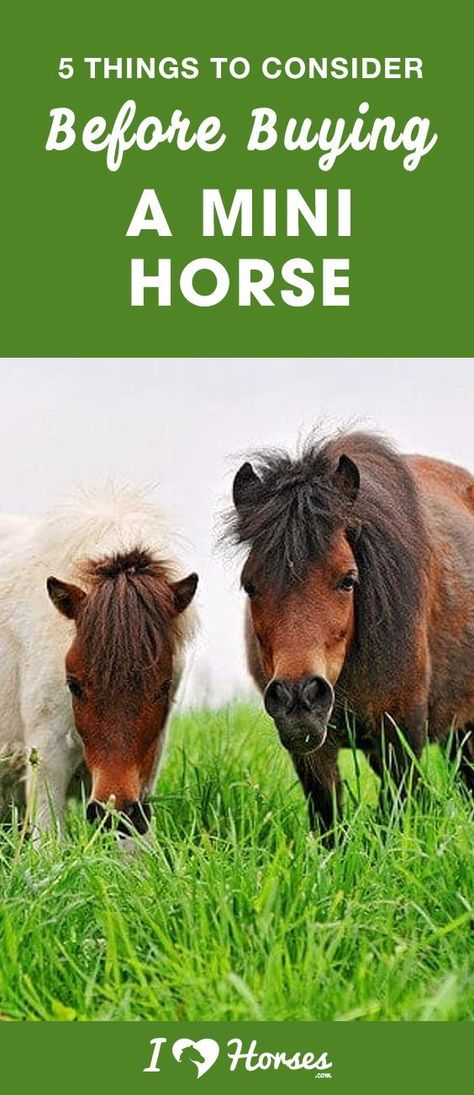 Miniature horses are absolutely adorable, and it’s no wonder that so many people want them – they seem like ideal little pets. While minis can make great companion horses, you shouldn’t rush into buying one unless you’re familiar with these five aspects of owning a miniature horse. Click here before you buy a mini horse. #minihorse #horses #horsebreed #buyingahorse #horseowner Mini Horse Farm, Pony Corral, Mini Horse Barn, Toys For Horses, Mini Ponies, Mini Horse Tack, Miniature Horses For Sale, Miniature Pony, Miniature Ponies