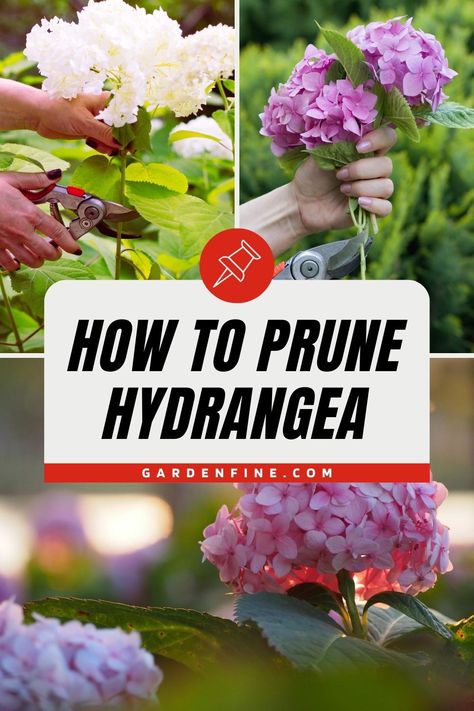 Pin this for expert tips on how to prune hydrangeas like a pro. Learn the secrets to promoting healthy blooms and lush growth in your garden. #GardeningTips #HydrangeaCare #PruningGuide Pruning Hydrangeas Spring, Hydrangea Care Pruning, How To Care For Hydrangeas, How To Prune Hydrangeas, How To Prune Hydrangeas In The Fall, Twist And Shout Hydrangea, Hydrangea Pruning, Grow Hydrangea, Hydrangea Plant Care