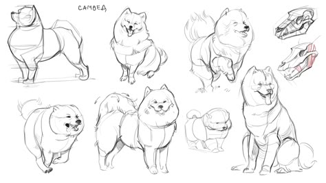 Samoyed Dog Drawing, Samoyed Cat, Dog Anatomy Drawing, Samoyed Drawing, Anime Animal Drawings, Photo Drawing Reference, Creature Poses, Structure Sketch, Beast Art