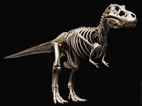 T-Rex T Rex Bones, Tyrannosaurus Skeleton, Trex Skeleton, Dinosaur Anatomy, T Rex Skeleton, Tyrannosaurus Rex Skeleton, Gif File, Dinosaur Skull, Prehistoric Dinosaurs