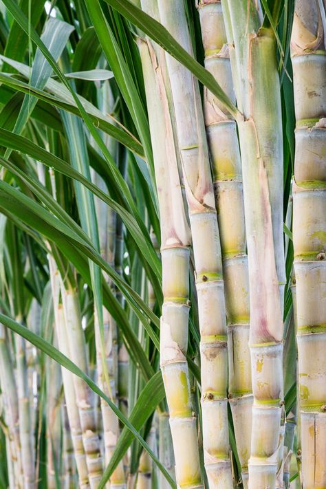 Sugar cane in the garden for consumption... | Premium Photo #Freepik #photo #pattern Sugar Cane Plant, Como Plantar Pitaya, Agriculture Photos, Sugarcane Juice, Farm Food, Food Forest, Flavored Water, Exotic Fruit, Sugar Cane