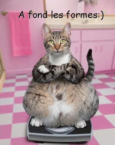 A fond les formes :) #humour chats poids gros drole pese personne balance Funny Kittens, Cat Stands, Animal Antics, Funny Bunnies, Kittens Funny, Fat Cats, Funny Animal Memes, Funny Cat Videos, Funny Animal Pictures