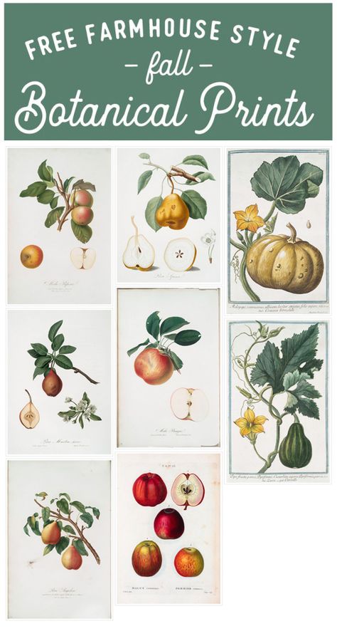 Botany Prints, Botanical Prints Free, Botanical Printables, Free Vintage Printables, Illustration Botanique, Free Printable Art, Prints Vintage, Garden Journal, Fall Printables