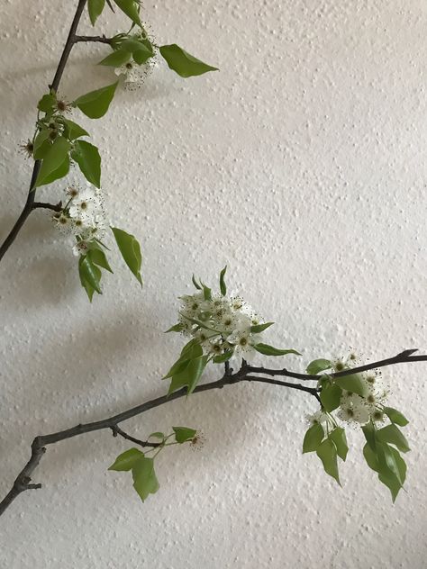 Ornamental pear blossom Bradford Pear Tree Tattoo, Tree Branch Aesthetic, Pear Tree Tattoo, Ornamental Pear Tree, Nature Mural, Tree Tat, Drawing Models, Pear Blossom, Wild Garden