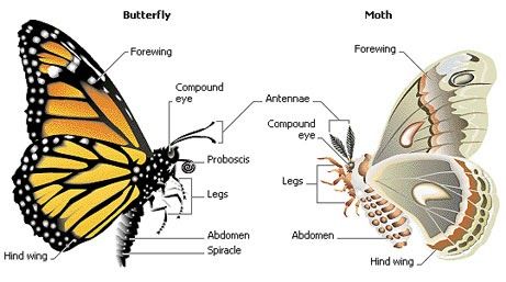 WHAT IS THE DIFFERENCE BETWEEN A MOTH AND A BUTTERFLY? |The Garden of Eaden Butterfly Anatomy, Butterfly Pupa, Butterfly Food, Butterfly And Moth, Monarch Butterfly Garden, Butterfly Science, Homeschool Nature Study, Sunset Moth, Butterfly Habitat