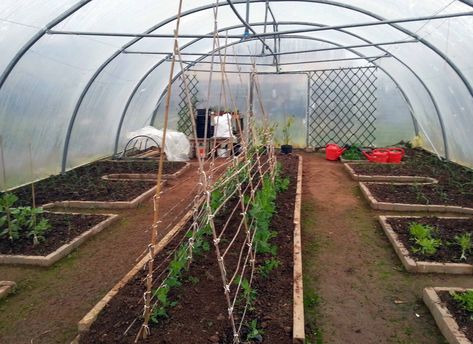 Vegetable Garden Planner, Summer Veggies, Garden Vines, Small Greenhouse, Greenhouse Plans, Community Garden, Veg Garden, Diy Greenhouse, Container Gardening Vegetables