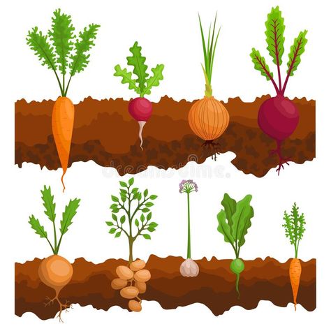 Collection if vegetables growing in the ground. Plants showing root structure below ground level. Organic and healthy. Food. Vegetable garden banner. Poster stock illustration Ground Plants, Maize Plant, Vegetables Growing, Growing Spinach, Cartoon Garden, Moringa Tree, Garden Banner, Vegetable Illustration, Organic Fruits