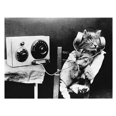 'Research shows that cats prefer “species-specific” music with frequencies and tempos that mimic the sounds of purring and birds.' . . . . . . . #catinspiration #kitty #cutecats #weeklyfluff #coolcats #music #animal_captures #animals_in_world #splendid_animals #animals_captures #kokocollective Cool Cats, Cute Cats, Batman, Birds, Kitty, Feelings, Instagram Posts, Movie Posters, Music