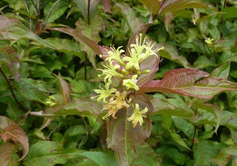 How to Plant and Grow Bush Honeysuckle Bush Honeysuckle, Honeysuckle Plant, Drought Tolerant Shrubs, Organic Mulch, Gardening Trends, Attract Pollinators, Pollinator Garden, Plant Combinations, Garden Pests