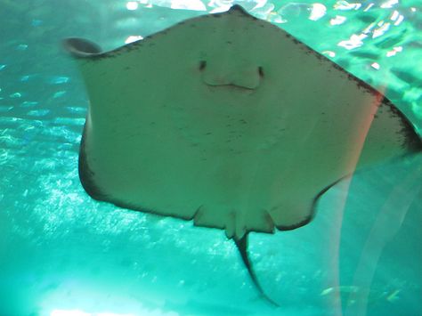 happy looking sting ray by marly.jane, via Flickr Cute Stingray, Sting Rays, Aquarium Pictures, The Ocean, Water Animals, Marine Animals, Silly Animals, Ocean Creatures, Ocean Animals