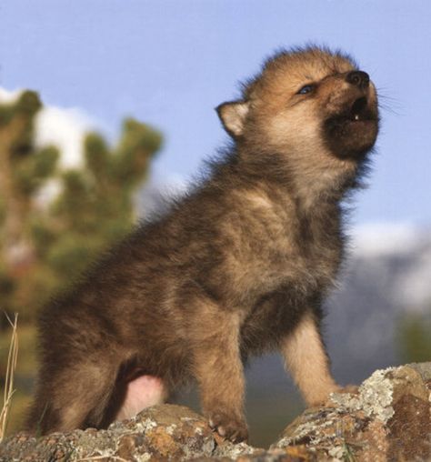 Wolf Puppies, Wolf Puppy, Baby Wolves, Wolf Hybrid, Baby Wolf, Wolf Pup, Wolf Photos, Drawing Animals, Wolf Love