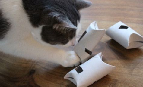 Cat Puzzle Feeder Diy, Diy Cat Toy Toilet Paper Roll, Diy Puzzle Feeder For Cats, Toilet Paper Roll Cat Toy, Diy Cat Feeder, Diy Cat Puzzles, Cat Enrichment Diy, Feline Enrichment, Homemade Puzzle