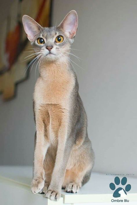 Blue Abyssinian Abyssinian Cats, Cat Pose, Pretty Animals, Abyssinian, Warrior Cat, Cat Aesthetic, Warrior Cats, Pretty Cats, Cat Drawing