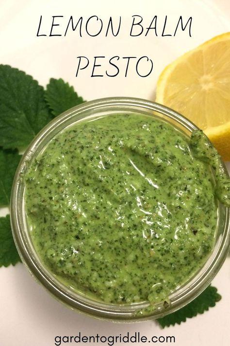 Straight from the garden, lemon balm makes a fresh and bright pesto that can be used on pasta, pizza or as a refreshing dip! Lemon Balm Pesto Recipe, Fresh Basil Recipes, Basil Recipes, Dehydrated Fruit, Pasta Pizza, Pesto Recipe, Garden Recipes, Green Onion, Lemon Balm