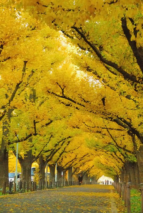 Amazing Roads with Trees | Awe-Inspiring Trees (15): Ginkgo Tree Tunnel, Japan Acacia Baileyana, Tree Tunnel, Ginkgo Tree, Rainbow Painting, Yellow Leaves, Tangerang, Alam Yang Indah, Mellow Yellow, Beautiful Tree