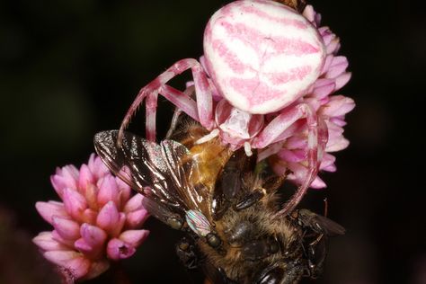 Pink crab spider had caught a bee, note the small jackal flies that are always around when a bee is in trouble. by Derek Keats, via Flickr Pink Flower Crab Spider, Pink Jumping Spider, Pink Crab Spider, Cool Spiders, Flower Crab, Sea Spider, Woodlice, Crab Spider, Spider Species