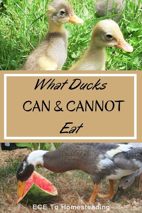 Plants For Duck Pen, Duck Pens Ideas, Duck Food List, How To Care For Ducks, Food For Ducks, Plants For Ducks, Runner Ducks Coop, Runner Ducks In Garden, Duck Run Ideas