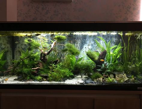 63 gallons freshwater fish tank (mostly fish and non-living decorations) - The Realm Large Freshwater Aquarium Ideas, Freshwater Aquarium Design, Freshwater 55 Gallon Fish Tank Ideas, 45 Gallon Fish Tank Ideas, 55 Gallon Fish Tank Decor Ideas, Freshwater Tank Ideas, Large Freshwater Aquarium, 60 Gallon Fish Tank Ideas, 10 Gallon Fish Tank Ideas Decor Aquarium