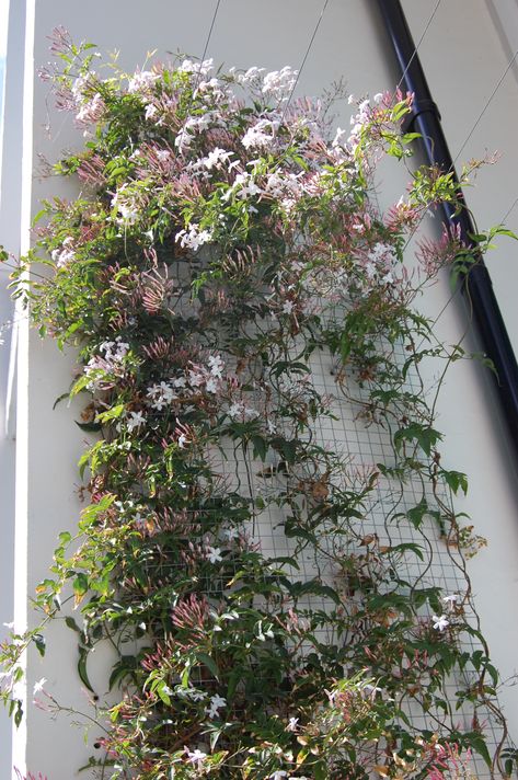 pink jasmine Pink Jasmine Plant, Pink Jasmine Vine, Jasmine Balcony, Bathroom Courtyard, Jasmine Garden, Vine Fence, Evergreen Clematis, Red Climbing Roses, Rose Plant Care