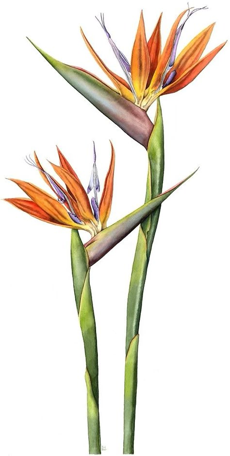 Bird of Paradise flower (Strelitzia reginae) by Lynne Henderson #lynnehendersonarts #birdofparadise #flowerpainting #botanical #illustration #strelitzia Bird Of Paradise Tattoo, Strelitzia Reginae, Bird Of Paradise Flower, Paradise Tattoo, Paradise Flowers, Birds Of Paradise Flower, Bird Watercolor Paintings, Watercolor Art Paintings, Illustration Botanique