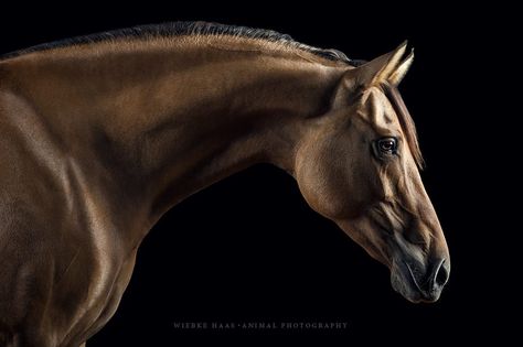 Kiger Mustang, Lusitano Horse, Horse's Neck, Beautiful Horses Photography, Animal Inspiration, Horse Photographer, Horse Profile, Equine Portraits, Horse Anatomy