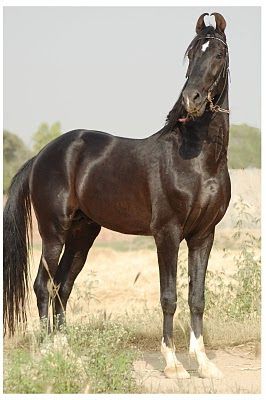 Marwari horse  (indigenous horses of india): Marwadi Horse, Rare Horse Breeds, Different Horse Breeds, Marwari Horses, Rare Horses, Indian Horses, Barrel Racing Horses, Most Beautiful Animals, Majestic Horse