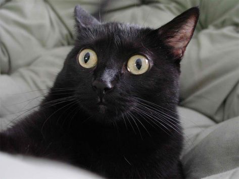 startled cat Blank Meme Template Silly Black Cat, Black Cat Pictures, Startled Cat, Lol So True, Bombay Cat, Cat Template, How To Cat, Sleep Funny, Black Kitten