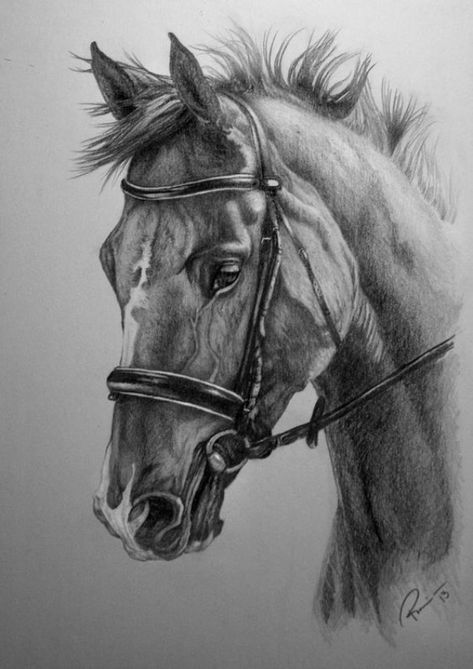 Horse Pencil Drawing, Tattoos Celtic, Tattoos Lion, Horse Tattoos, Realistic Animal Drawings, Horse Art Drawing, Tattoo Dog, Pencil Drawings Of Animals, Horse Sketch