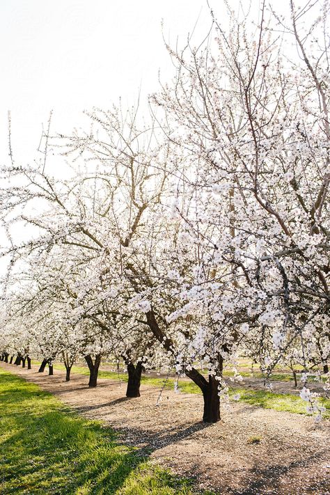 Beehive Painting, Tree Orchard, Courtyard Landscaping, Vision Of Love, Almond Tree, Farm Photography, Blooming Trees, Fruit Photography, Tree Drawing