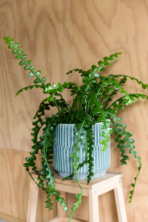 With its wavy zigzag leaves the Fishbone Cactus brings a bit of wow into your home. Unlike most cactus species the Epiphyllum Anguliger does not like bright sunshine or very dry soil, so place it in partial shade and watch it do its stuff. Fishbone Cactus, Best Indoor Hanging Plants, Plant Goals, Hanging Plants Indoor, Hanging Succulents, Cymbidium Orchids, Garden Indoor, Plant Decor Indoor, Plant Aesthetic