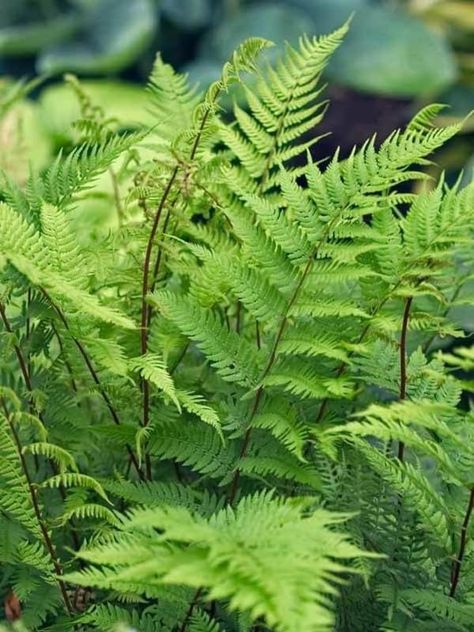 Amazon.com : 10 Fern Plants Live, Lady Fern Live Plant Indoors, 10 Bare Roots, Live Fern Plants Outdoors, 5 to 8 Inc Tall, Easy to Plant Indoor Outdoor : Patio, Lawn & Garden Hosta Sum And Substance, Fern Color, Grass Aesthetic, Lysimachia Nummularia, Garden Woodland, Fern Plants, Lady Fern, Garden Shade, Vase Plant