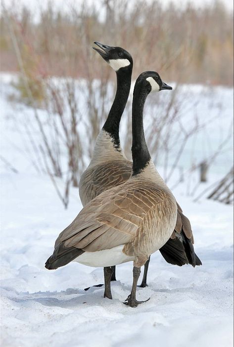 Snow Geese Photography, Goose Breeds, Geese Photography, Geese Breeds, Goose Hunting, Canadian Geese, Canada Geese, Wild Geese, Coastal Birds