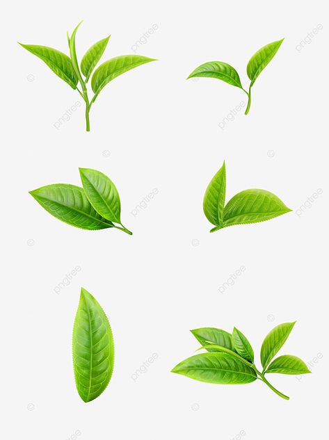 fresh tea,green tea leaves,hand painted tea,vector tea leaves,plant mint,fresh leaves,green tea,bamboo leaf green,leaf,decorative pattern,leaf vector,leaves vector,green vector,tea vector,hand vector Tea Leaf Drawing, Green Tea Illustration, Tea Leaf Logo, Leave Illustration, Tea Leaves Illustration, Lime Juice Margarita, Lime Green Aesthetic, Lime Cocktails, Soup Aesthetic