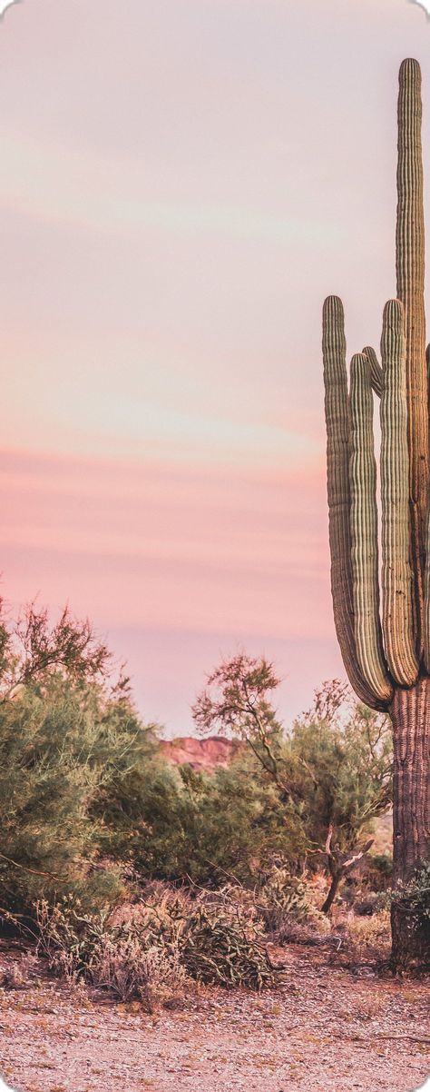 Pink Desert Aesthetic, Desert Boho Aesthetic, Pink Cactus Wallpaper, Las Vegas Desert, Aesthetic Desert, Desert Pics, Vintage Desert Aesthetic, Desert Sky, Arizona Desert Aesthetic