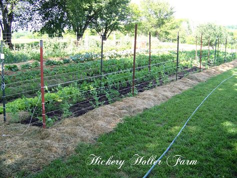 No Till Gardening And Heavy Mulch No Till Gardening, Organic Gardening Tips, Gardening Advice, Veggie Garden, Farm Gardens, Gardening For Beginners, Kitchen Garden, Mulch, Permaculture