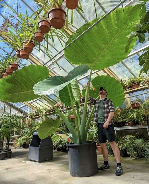 This Elephant Ears Plant At A Plant Store Elephant Ear Plant, Rose Seeds, Big Plants, Elephant Ears, Plant Aesthetic, House Plants Decor, Replant, Planting Bulbs, Tropical Garden