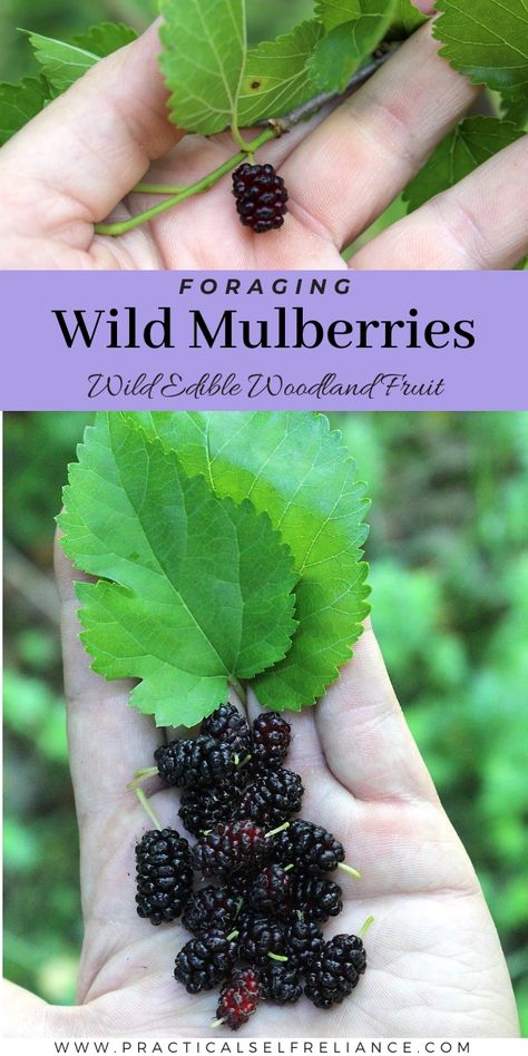 Get started foraging mulberries this summer! Wild mulberries are prolific edible wild fruit, and they’re easy to find in both the urban and rural neighborhoods. If you do find a wild mulberry, there’s really nothing quite like it, and nothing else looks like blackberries growing on trees. Start foraging berries this season! Get more foraging for beginners, plant identification guides, and wild food foraging at practicalselfreliance.com Blackberries Growing, Foraging For Beginners, Mulberry Plant, Benefits Of Vegetables, Growing Blackberries, Mulberry Fruit, Black Cherries, Wild Food Foraging, Food Foraging