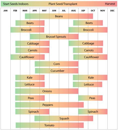 Zone 8 North Carolina Garden Schedule Vegetable Planting Calendar, Planting Zones, Vegetable Planting Guide, Vegetable Planting, When To Plant Vegetables, Gardening Planting, Planting Calendar, Hardiness Zones, Zone 7