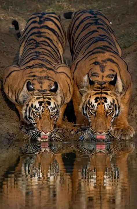 Tiger Hunting, Indian Forest, Tiger Photography, Tiger Drawing, Photography Animals, Birds Photography, Big Cats Art, Tiger King, Tiger Art