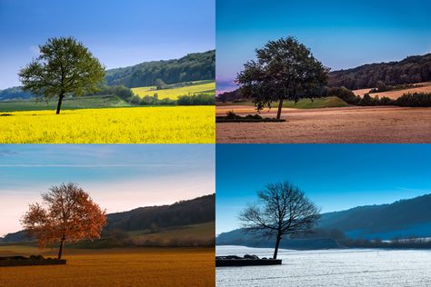 The four seasons: spring, summer, fall and winter | Photo: Shutterstock Four Seasons Painting, Beach Bike Ride, Winter Photo, Winter Photos, Tv Led, Four Season, 4 Seasons, Summer Pictures, Beach Photography