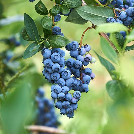 An Organically-Grown Ornamental, Perfect for Robust Blueberries Down South  - 	The Powderblue Blueberry Bush is synonymous with rich, robust growth and bold blueberries that thrive down South. Perfect for healthful growth and fresh fruit in zones 7-9, the Powderblue Blueberry is heat tolerant and only requires around 500 chill hours. Its vigorous growth in moderate to... Sangiovese Wine, Growing Blueberries, Blueberry Plant, Blueberry Bushes, Wine Food Pairing, Growing Grapes, Montepulciano, Red Grapes, Growing Fruit