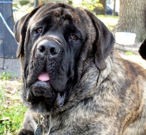 100 Best Names For Large Breed Dogs – The Paws Big Dog Names, British Mastiff, English Mastiff Dog, Dogs Painting, Large Breed Dogs, Best Names, Best Dog Names, Mastiff Breeds, Big Dog Breeds