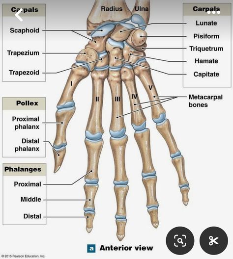 Skeleton Diagram, Hand Bones, Human Skeleton Anatomy, Medical Assistant Student, Human Physiology, Medical School Life, Basic Anatomy And Physiology, Nurse Study Notes, Medical Student Motivation