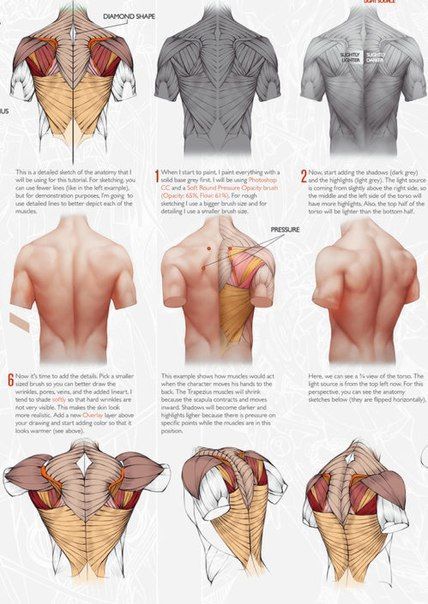 Human Anatomy Reference, Male Figure Drawing, Human Body Anatomy, Anatomy Tutorial, Human Anatomy Drawing, Human Figure Drawing, Human Anatomy Art, Anatomy Sketches, Anatomy Poses