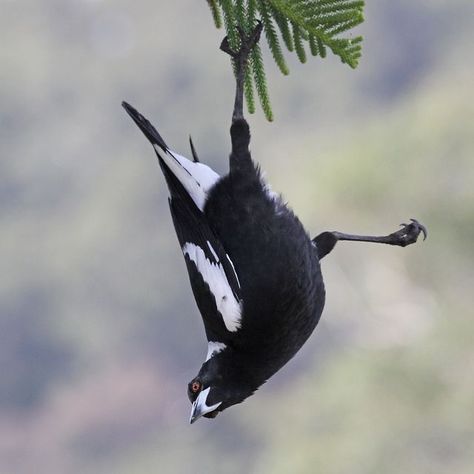 Australian Magpie Magpie Photo, Magpie Tattoo, Australian Magpie, Magpie Art, Australian Wildlife, Birds Of A Feather, Wild Creatures, Australian Birds, Australian Native